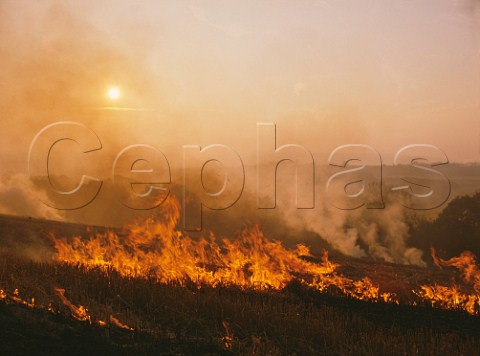 Stubble burning near Wimborne Minster Dorset England