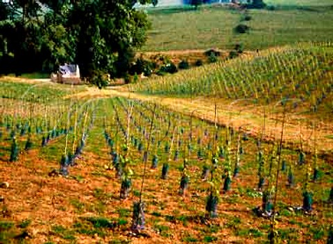Schonburger vines at Castle Cary vineyard Somerset