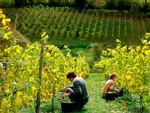 Harvesting Seyval Blanc grapes Castle Cary   Vineyard Somerset