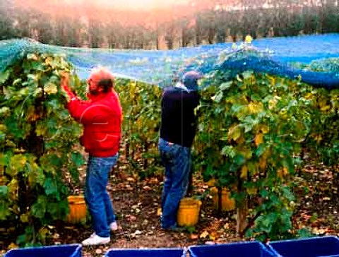 Harvesting Seyval Blanc grapes at Breaky Bottom   vineyard      East Sussex