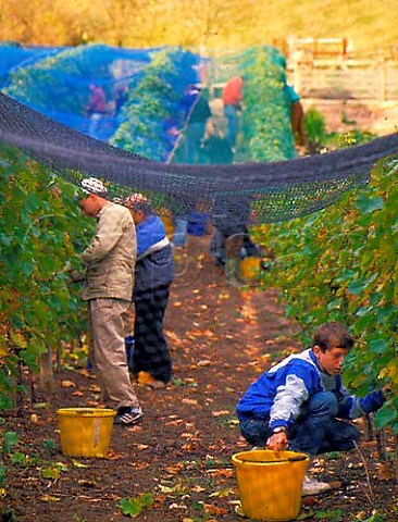 Harvesting Seyval Blanc grapes underneath the bird   netting at Breaky Bottom vineyard East Sussex   England