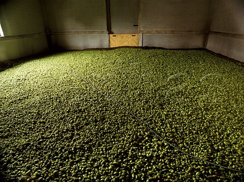 Target hops spread one metre deep cooking to dry them out  Thermometer wire across the top Blue House Farm Marden Kent