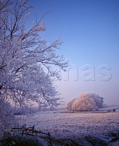 Thick frost on trees  Nottinghamshire England