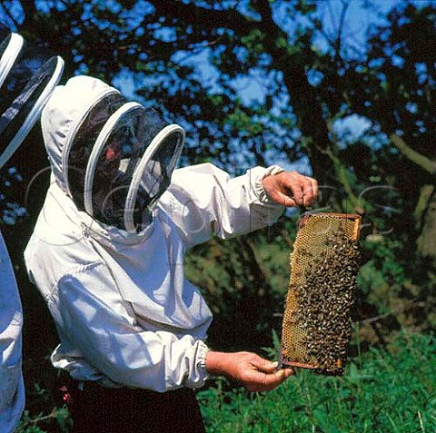 Beekeeper checking his hive