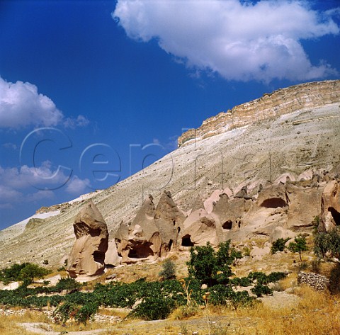 Vineyard below Zelve cliff dwellings   Near Nevsehir Cappadocia Turkey