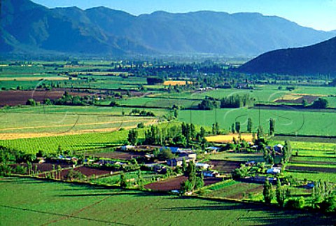 Vineyards in the Tinguiririca Valley between San   Fernando and Nancagua Chile