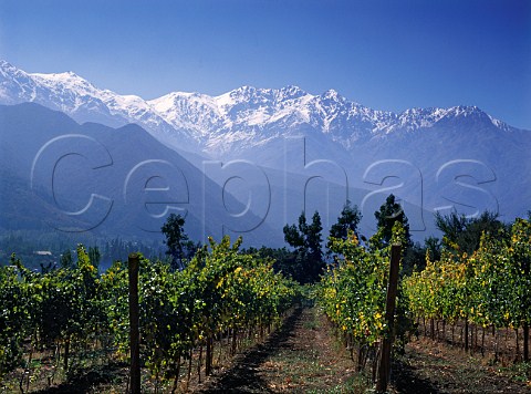 Vineyard with the Andes in the distance San Jose Maipo Valley Chile
