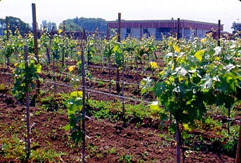 Merlot vineyard of Terra Noble San Clemente near   Talca Chile