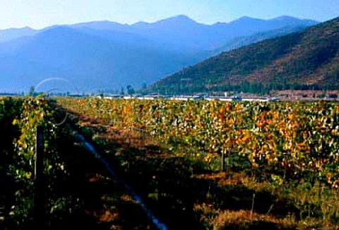 Vineyards of Vina Santa Emiliana at Totihue between the rivers Clara and Cachapoal Rancagua Chile