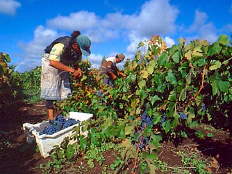 Harvesting grapes for Vina Calina of   Kendall Jackson Chillan Chile