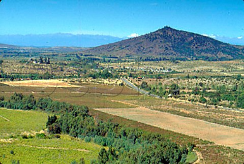Vineyards of Vina Tabontinaja Talca Chile