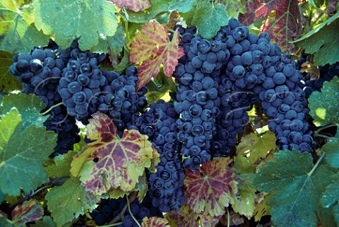 Petite Sirah Durif grapes of Arciero   Winery Paso Robles   San Luis Obispo Co California