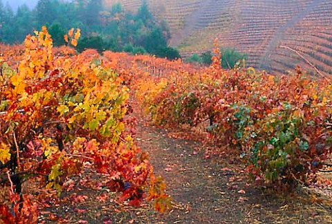 Hess Collection vineyards in December   after the first winter rains         Napa California  Mount Veeder