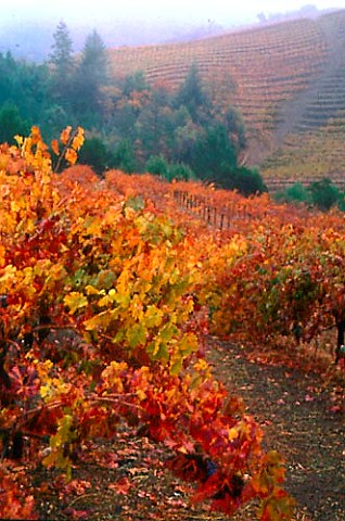 Hess Collection vineyards in December  after the first winter rains   Napa California  Mount Veeder