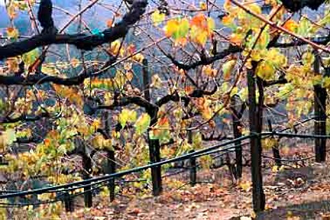 Hess Collection Napa California   Chardonnay vines in December high on the   slopes of Mount Veeder  Mount Veeder AVA