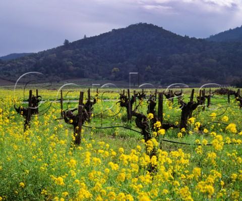 Spring mustard flowering amidst the Cabernet Sauvignon vines in Marthas Vineyard St Helena Napa Valley California