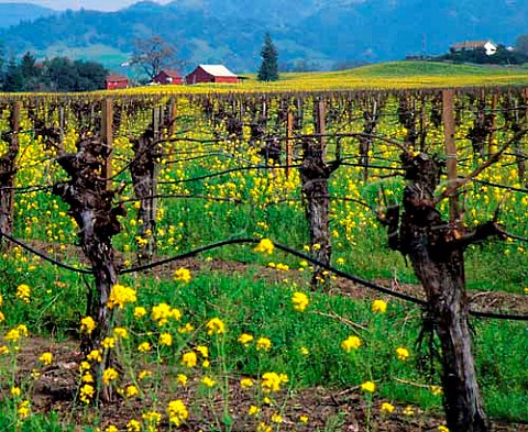 Spring mustard flowering in vineyard Alexander   Valley Sonoma Co California