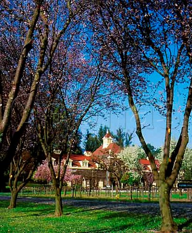 Springtime at the Rubicon Estate formerly Niebaum   Coppola winery Rutherford Napa Valley California
