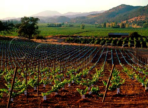 Newly replanted phylloxera resistant vineyard   Oakville Napa Co California Napa Valley