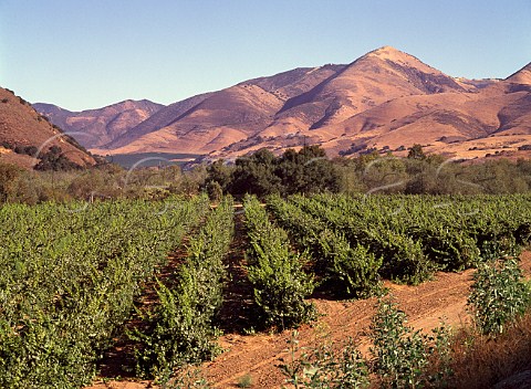 Bien Nacido vineyard in the Santa Maria Valley   Santa Barbara Co California