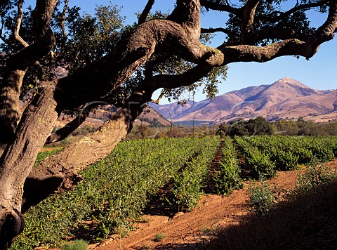 Bien Nacido Vineyard a supplier of top quality   grapes to producers such as Au Bon Climat Sanford   Mondavi and Bonny Doon     Santa Maria Valley Santa Barbara Co California