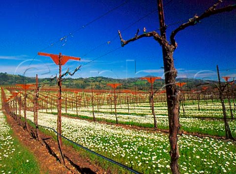 Spring flowers in vineyard in the Alexander Valley   AVA Sonoma Co California