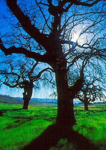 Old oak trees dominate the vineyard landscape south   of Kenwood Sonoma Co California   Sonoma Valley