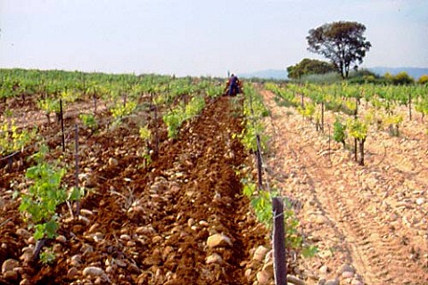 Ploughing in vineyard of Andre Amouroux    Clos de lOratoire des Papes    ChteauneufduPape Vaucluse France