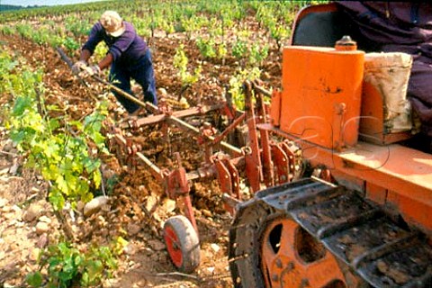 Ploughing in vineyard of Andr Amouroux   Clos de lOratoire des Papes   ChteauneufduPape Vaucluse France