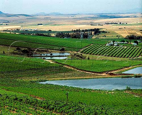 Irrigation lakes amidst the vineyards on  Rhebokskloof Estate Paarl Cape  Province South Africa  Paarl