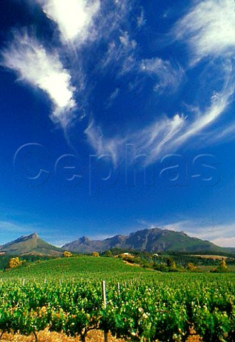 Rustenberg Vineyards Stellenbosch Cape   Province South Africa Stellenbosch WO