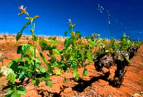 Vines in bud at Rustenberg   Stellenbosch Cape Province South   Africa Stellenbosch WO