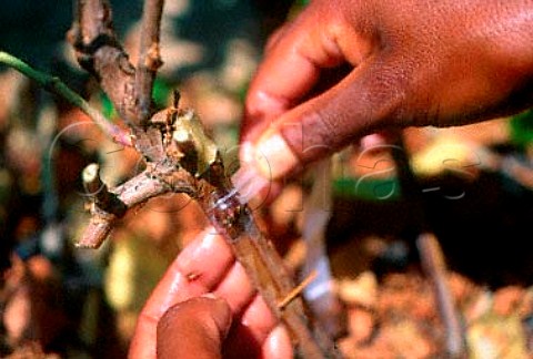Sealing of chip bud with plastic tape   Ernita Viticulture Research and Nursery   Centre of Nederburg Estate Wellington   Cape Province South Africa