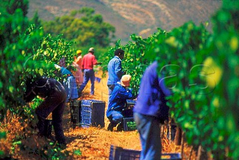 Harvesting Chardonnay grapes for Cap Classique sparkling wine on the Madeba Farm of Graham Beck Winery Robertson South Africa   Robertson WO
