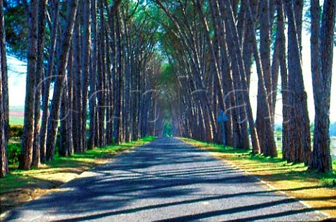 Avenue of trees leading to Neethlingshof   Estate Stellenbosch Cape Province   South Africa