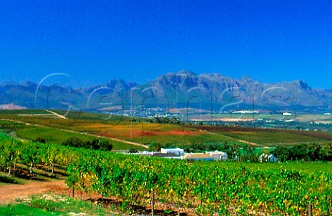 View over vineyards of Neethlingshof   Estate with Stellenbosch and the   Jonkershoek  Helderberg mountains   beyond Cape Province South Africa