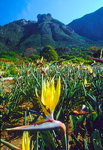 A Yellow Strelitzia in Kirstenbosch   Botanical Gardens Cape Town South   Africa