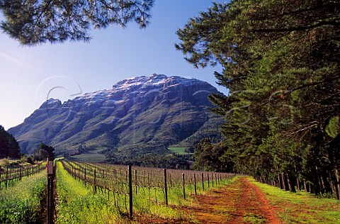 Thelema Mountain Vineyards with the snow   dusted Simonsberg beyond Stellenbosch   South Africa