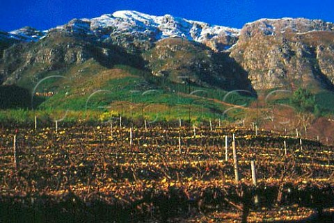 Dieu Donn vineyards with the snow  dusted Wemmershoek Mountains beyond  Franschhoek South Africa   Paarl WO