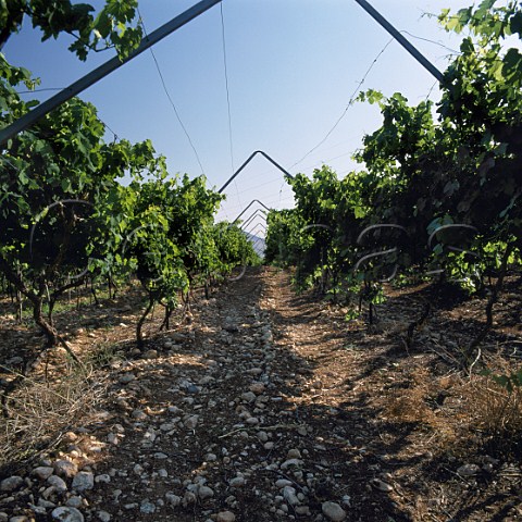 Vineyard north of Galilee Israel