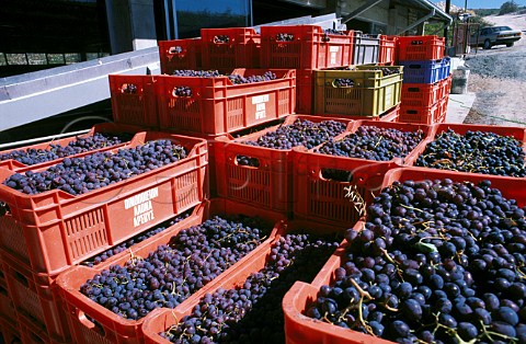 Mavro grapes at Arsos Model Winery   Arsos Cyprus