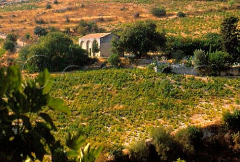 Vineyard below church of Panayia Arsos   Cyprus