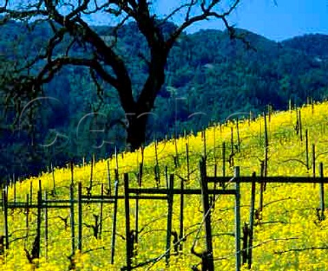 Springtime mustard in flower in vineyard of Rubicon   Estate formerly Niebaum Coppola Rutherford   Napa Valley California