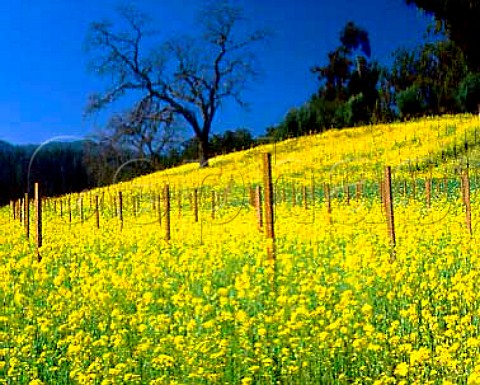 Springtime mustard flowering in vineyard  of Rubicon Estate formerly Niebaum Coppola   Rutherford Napa Valley California