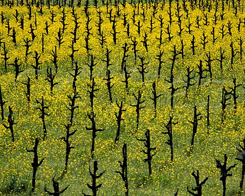 Mustard flowering in Cabernet Sauvignon vineyard   along the Silverado Trail Napa Valley California