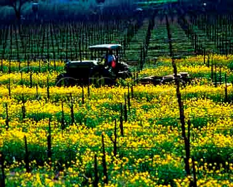 Ploughing in mustard to enrich the soil in vineyard  Napa Valley California