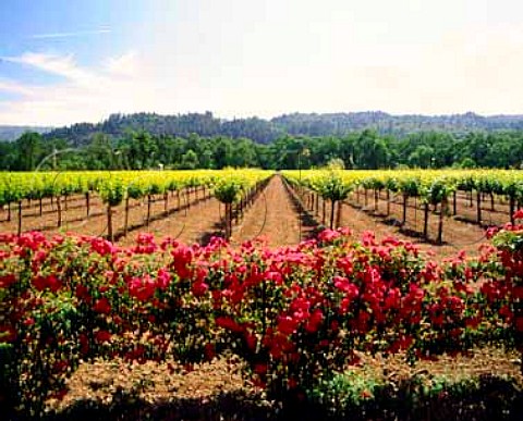 Roses are planted along edges of vineyard to detect   early signs of disease that may attack the vines   Napa Valley California