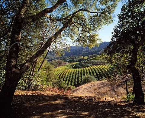 Vineyard above the valley floor near  Oakville Napa Co California