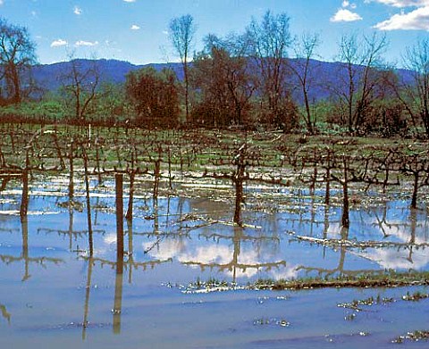 Vineyard flooded by spring storms along the   Silverado Trail Napa Valley California