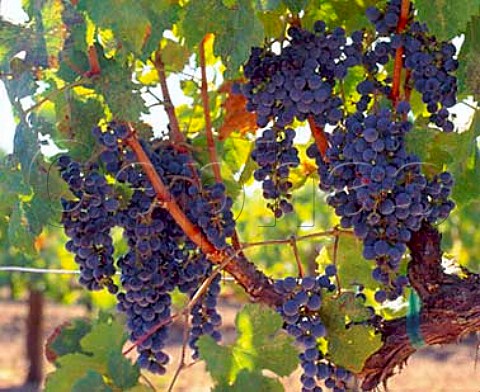 Merlot grapes in vineyard of Frogs Leap Winery   Rutherford Napa Valley California